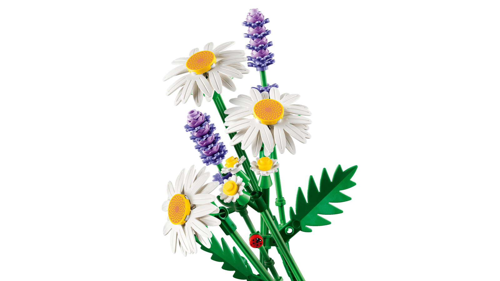 MARGARITAS DAISIES