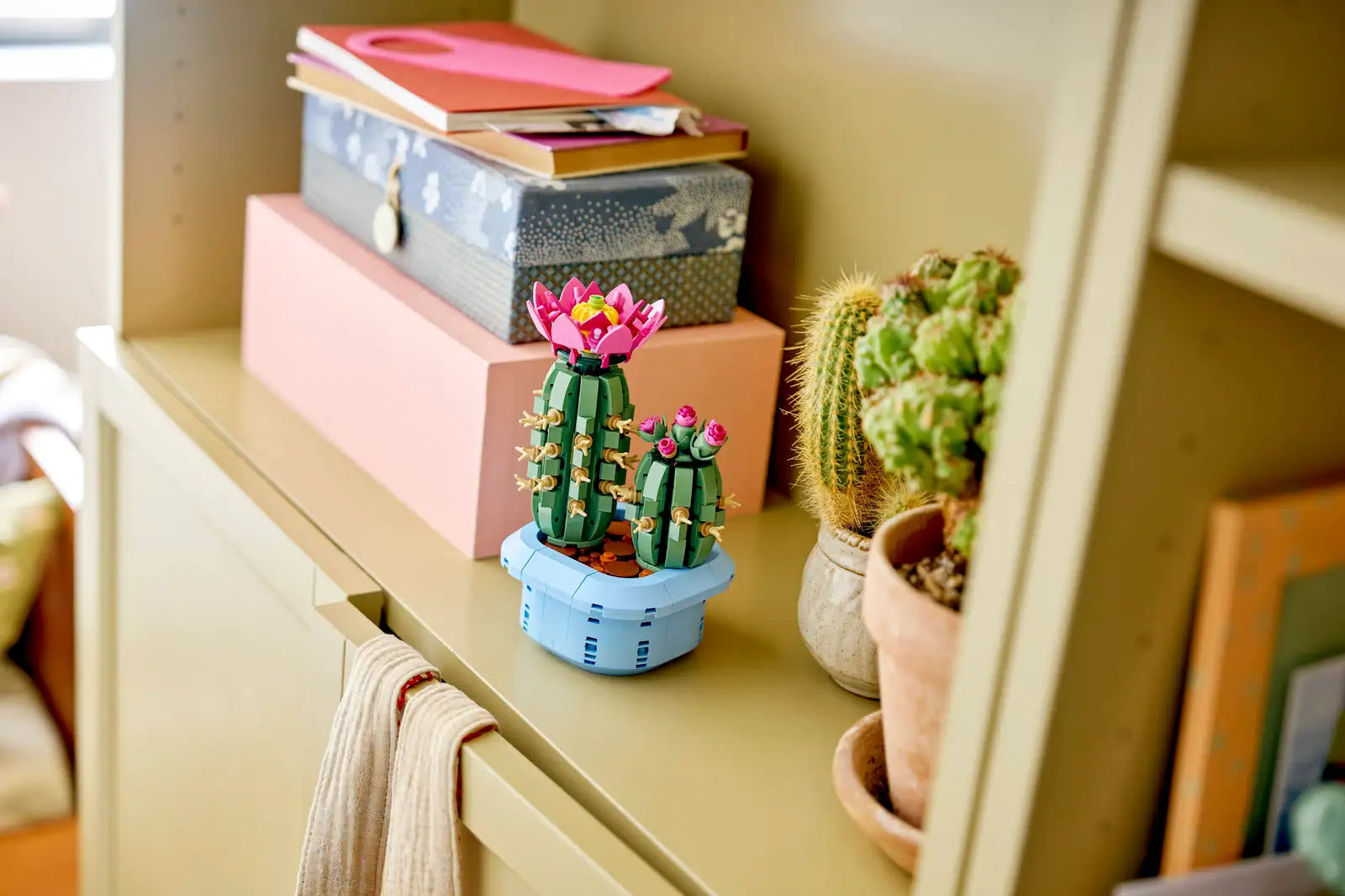 CACTUS EN FLOR