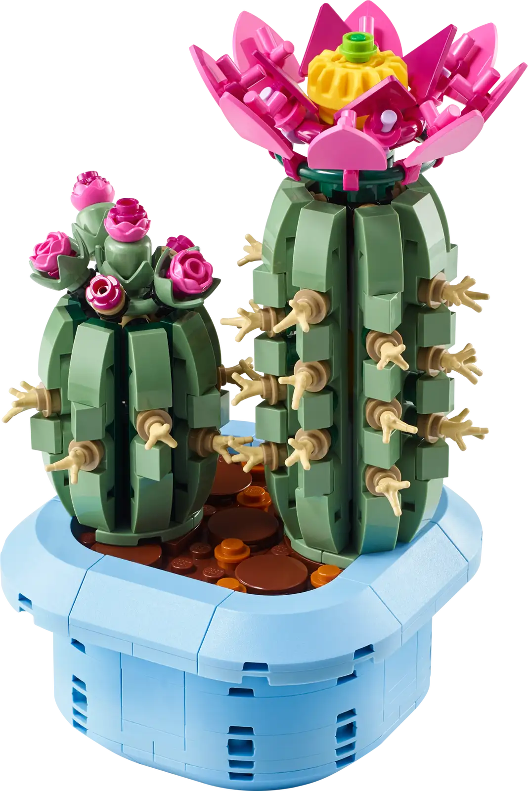 CACTUS EN FLOR