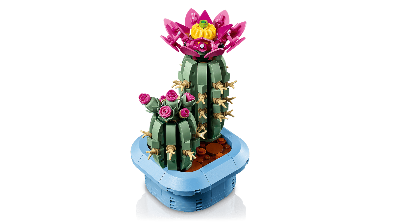 CACTUS EN FLOR