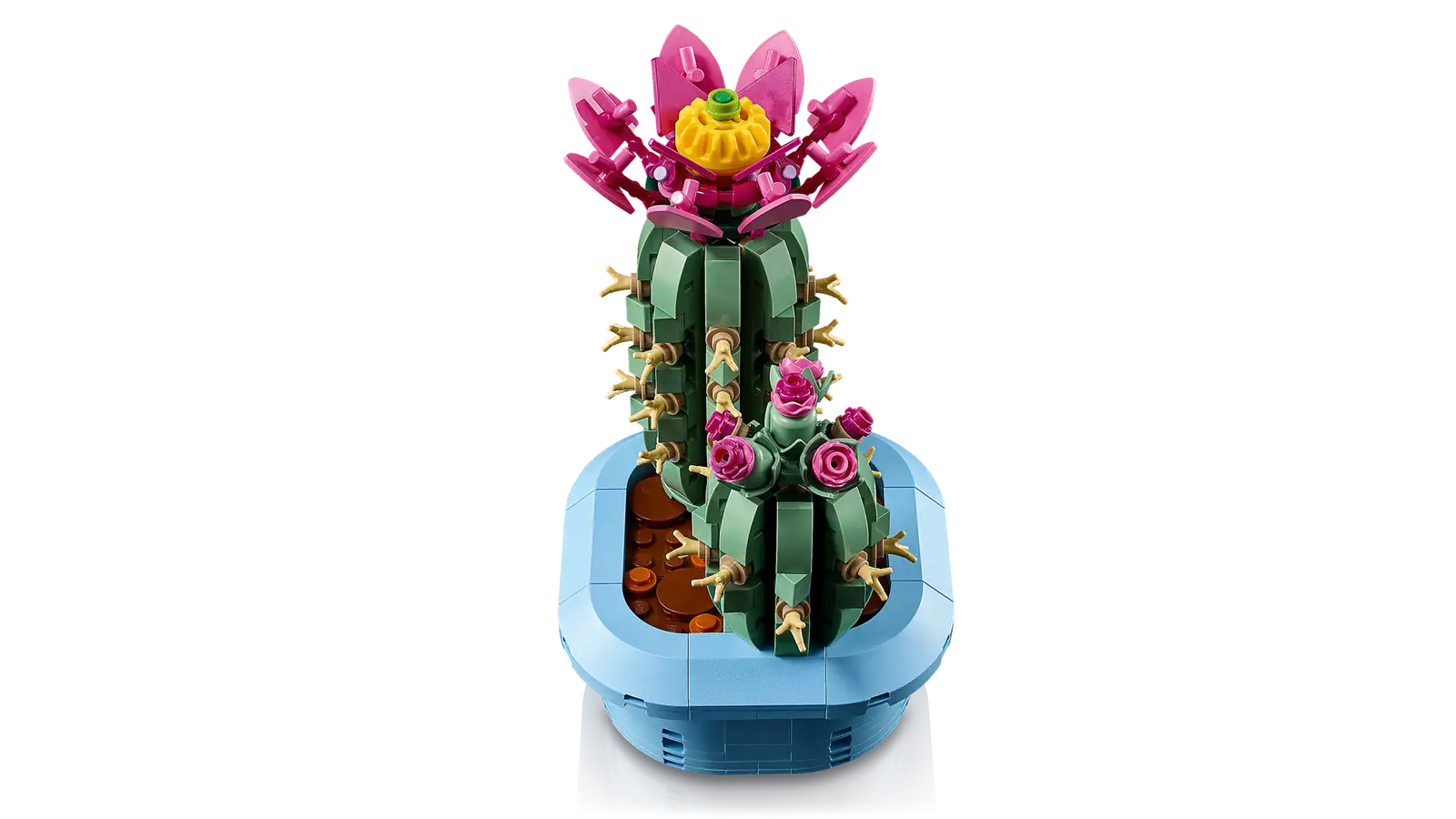 CACTUS EN FLOR