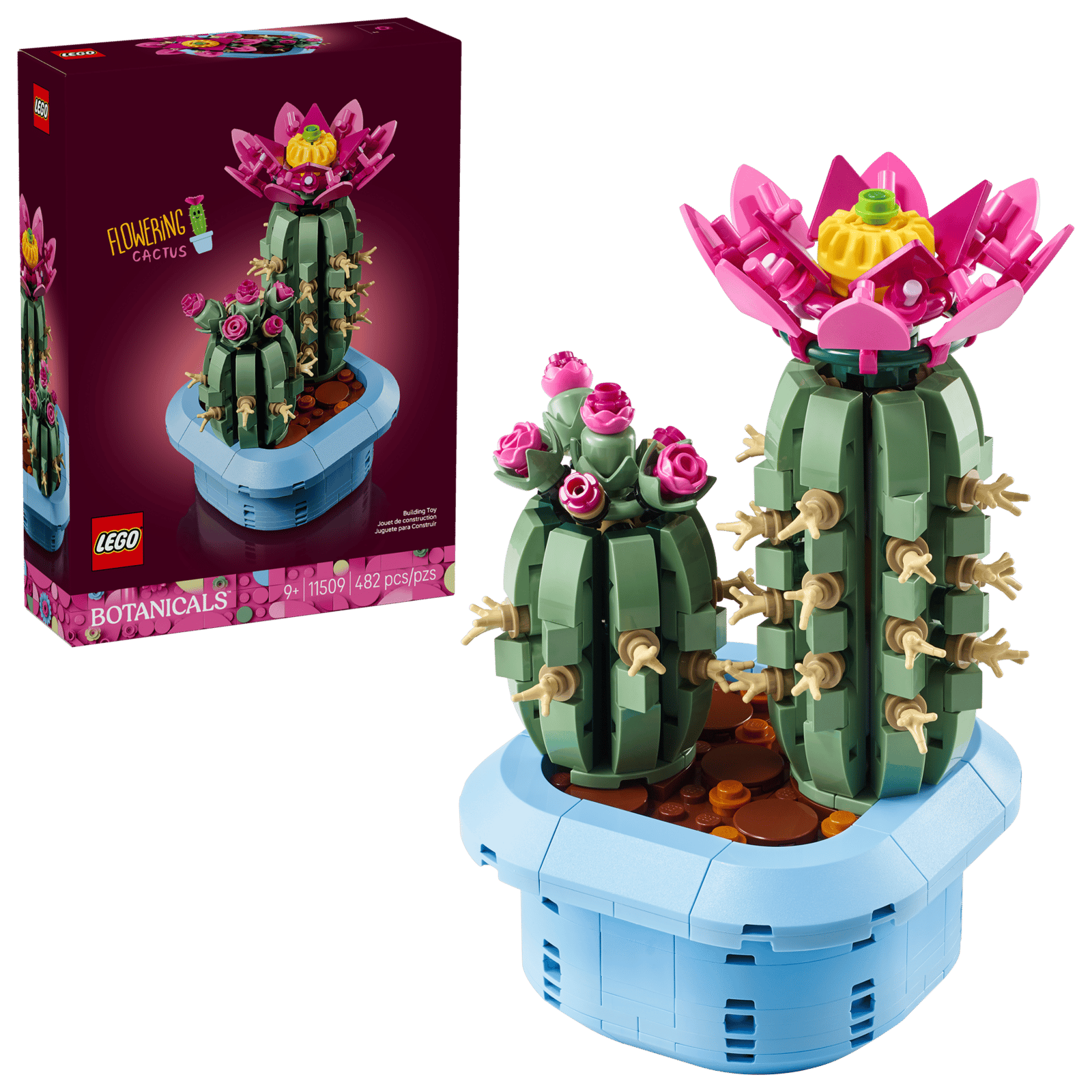 CACTUS EN FLOR